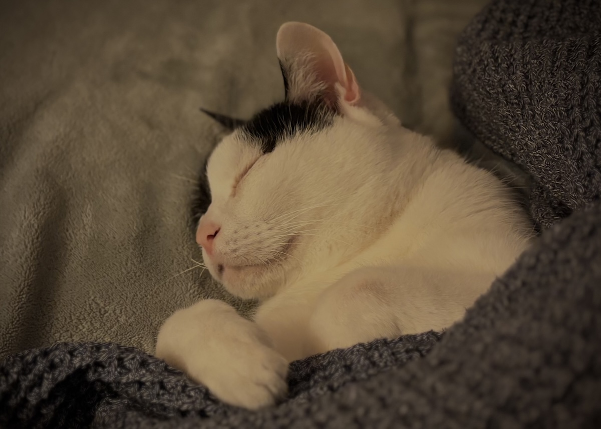 寝るときは、人間化？ 【〈LOISIR〉デザイナー・前田敬子による、保護猫・えいたと暮らす日常。 vol.95】