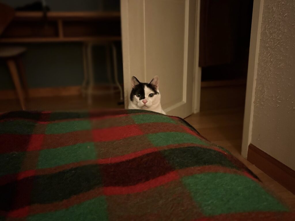 クレパスキュラー、えいた。保護猫 えいた