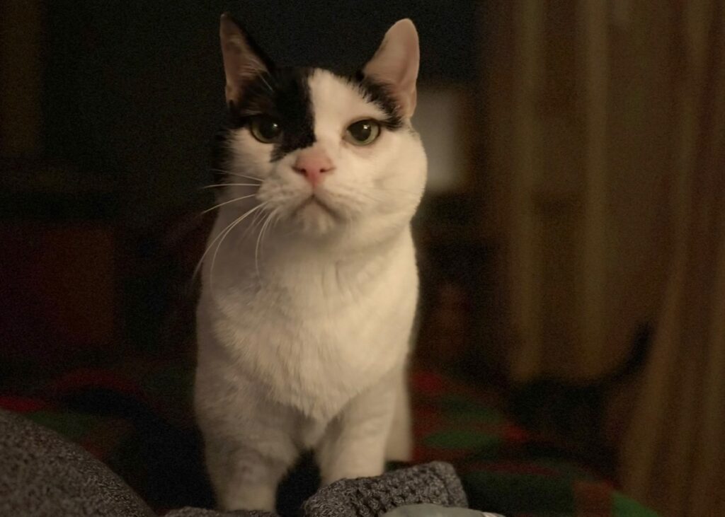 クレパスキュラー、えいた。保護猫 えいた | Screenshot