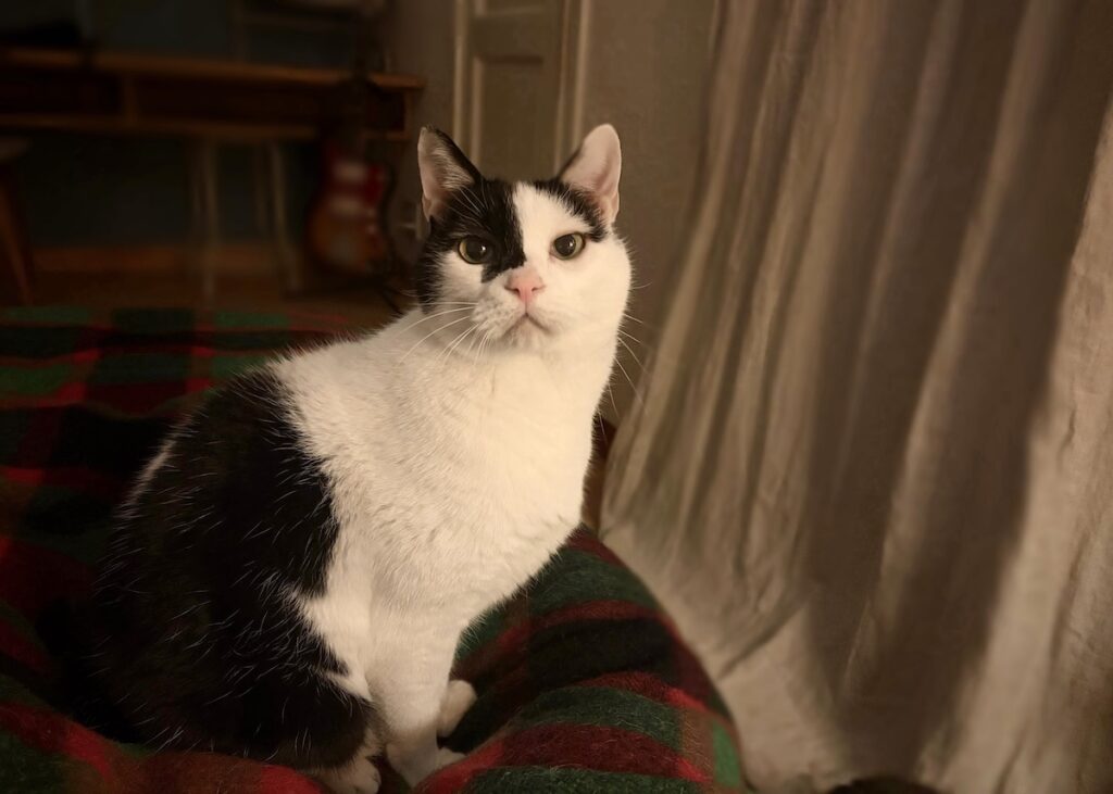 クレパスキュラー、えいた。保護猫 えいた