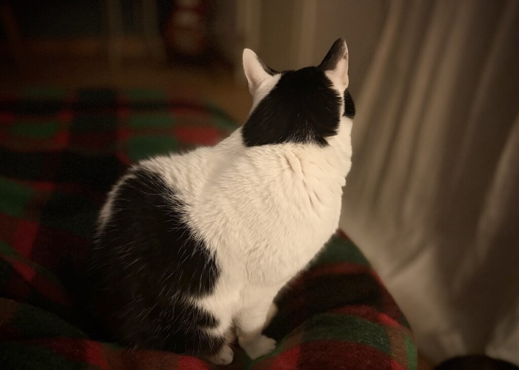 クレパスキュラー、えいた。保護猫 えいた