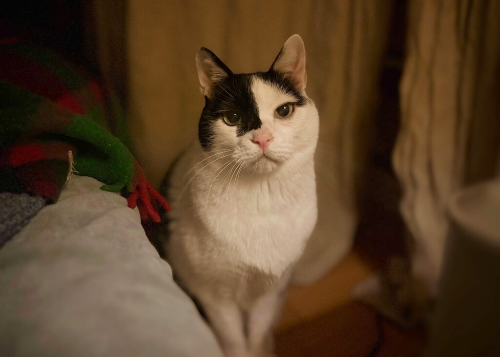 クレパスキュラー、えいた。保護猫 えいた