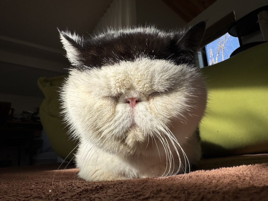 みんなはどの前髪が好き？白黒猫 エキゾチックショートヘア おちょこ ちろり | みんなはもう知ってると思うけど、僕のチャームポイントはこの綺麗にそろった前髪。今日は、僕の前髪スタイルコレクションを見せてあげるね。