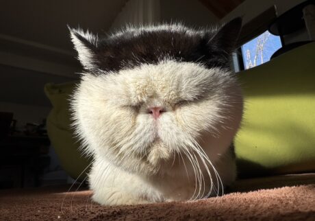 みんなはどの前髪が好き？白黒猫 エキゾチックショートヘア おちょこ ちろり | みんなはもう知ってると思うけど、僕のチャームポイントはこの綺麗にそろった前髪。今日は、僕の前髪スタイルコレクションを見せてあげるね。