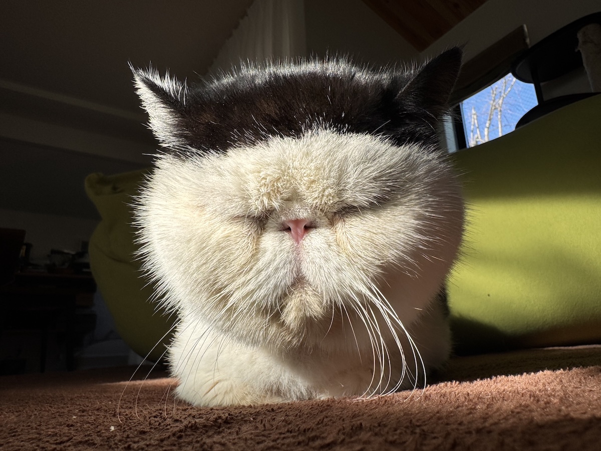 どの前髪がお好き？ 【おちょこ、ぽのぽのだより。vol.250】