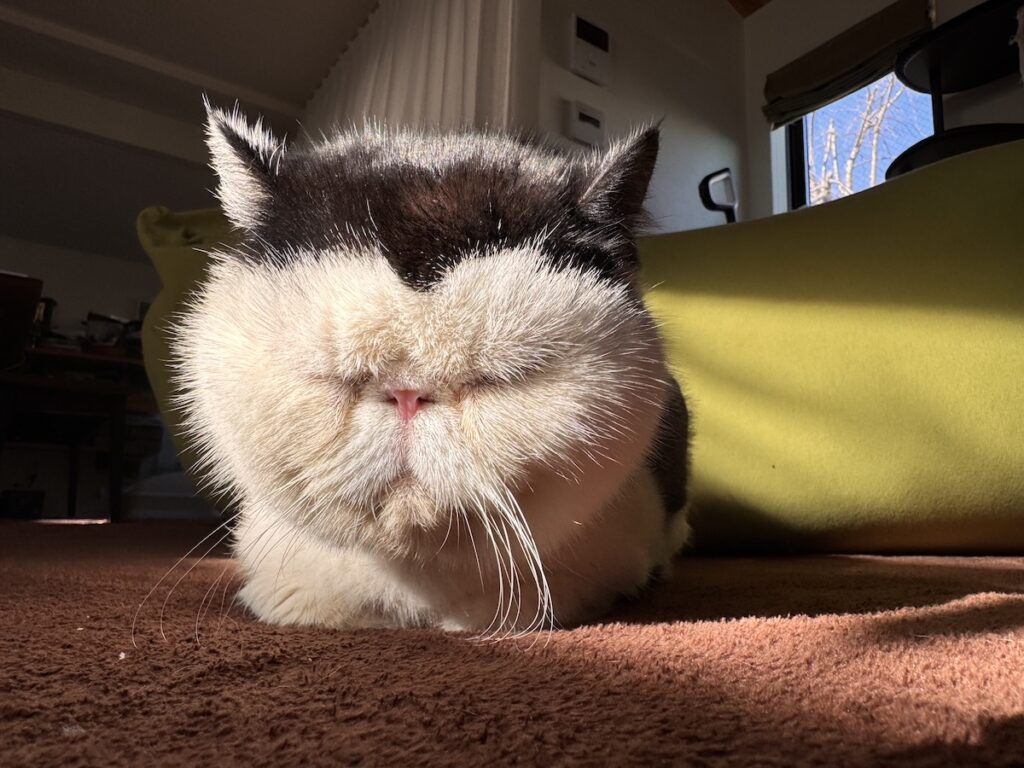 みんなはどの前髪が好き？白黒猫 エキゾチックショートヘア おちょこ ちろり | まずは、V分けスタイル。アニメのヒーローなんかにいそうでしょう？