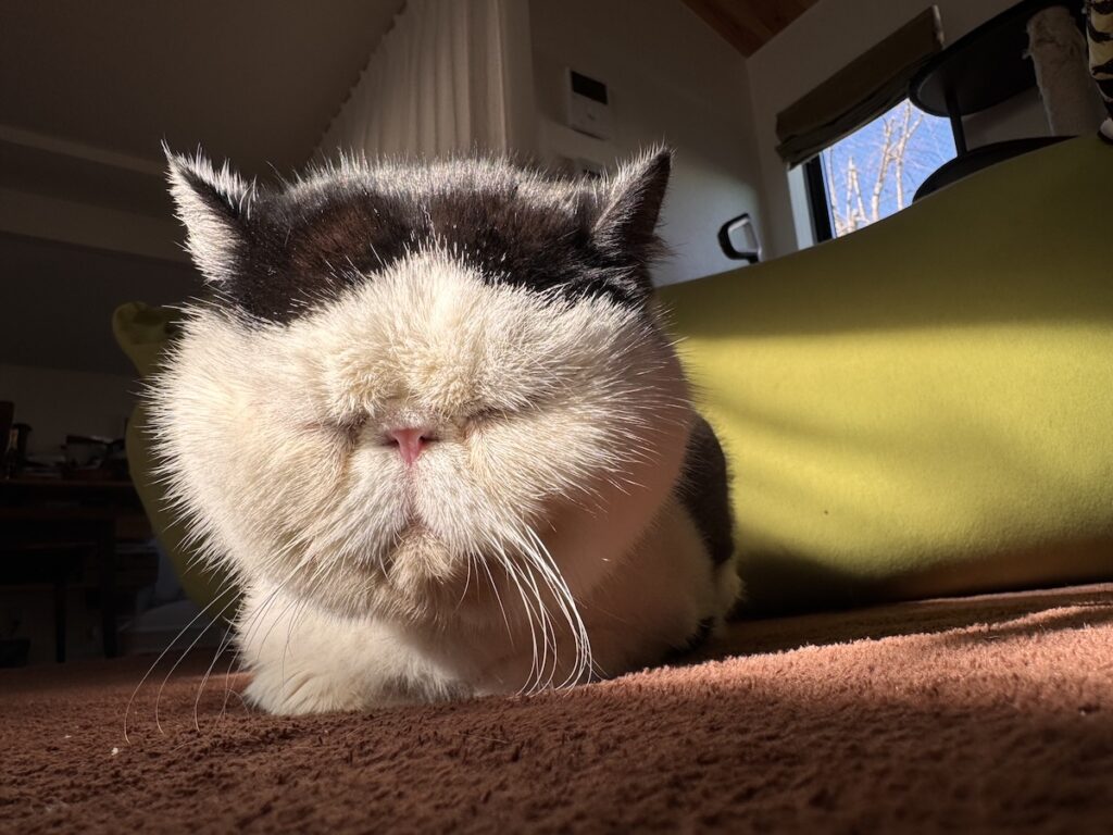 みんなはどの前髪が好き？白黒猫 エキゾチックショートヘア おちょこ ちろり | 次は、真ん中分けスタイル。優しそうな雰囲気がしない？