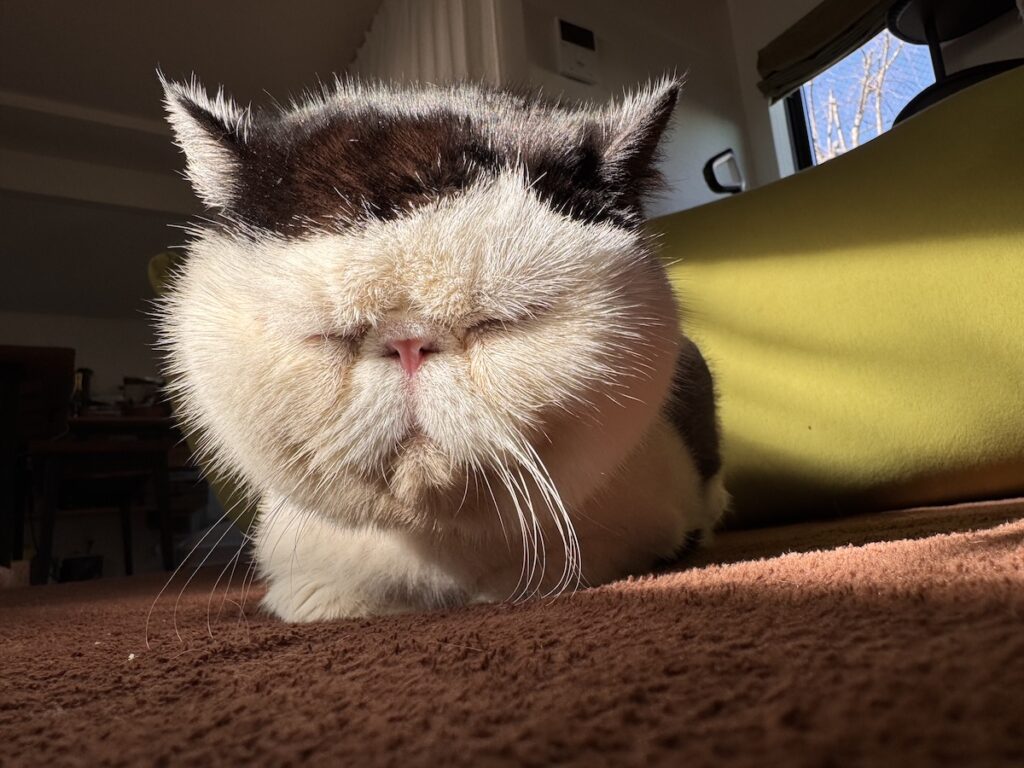 みんなはどの前髪が好き？白黒猫 エキゾチックショートヘア おちょこ ちろり | 最後は7:3スタイル。賢そうでしょう？ さて、僕の前髪スタイルコレクションはどうだった？ どれもよく似合ってたでしょ？ えへへ、ぽのぽの♪