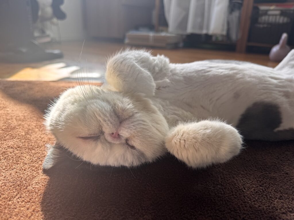 春待ちポーズです。白黒猫 エキゾチックショートヘア おちょこ ちろり | 今日は、春分の日。春がやってくるのをお祝いする日なんだって。