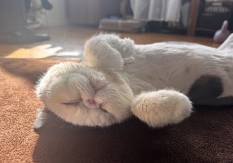 春待ちポーズです。白黒猫 エキゾチックショートヘア おちょこ ちろり | 今日は、春分の日。春がやってくるのをお祝いする日なんだって。