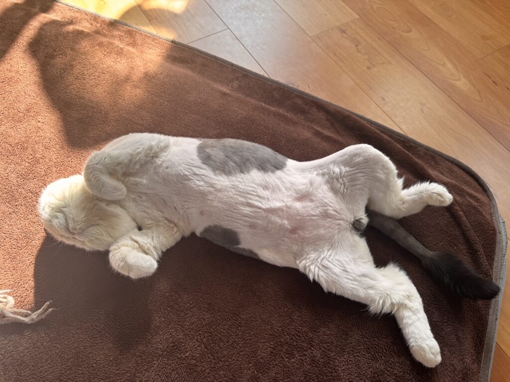 春待ちポーズです。白黒猫 エキゾチックショートヘア おちょこ ちろり | どおりで、窓からの日差しが気持ちいいわけだぁ。