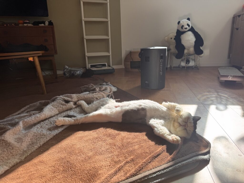 春待ちポーズです。白黒猫 エキゾチックショートヘア おちょこ ちろり | 気持ち良くて、こんなポーズになっちゃった。お腹でもお日さまをたくさん浴びたいの。