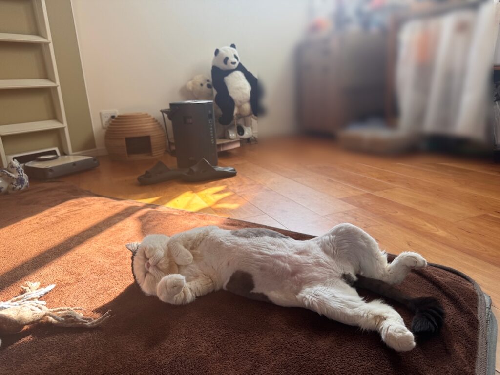 春待ちポーズです。白黒猫 エキゾチックショートヘア おちょこ ちろり | これからどんどん暖かくなるのが楽しみだなー、ぽのぽの♪