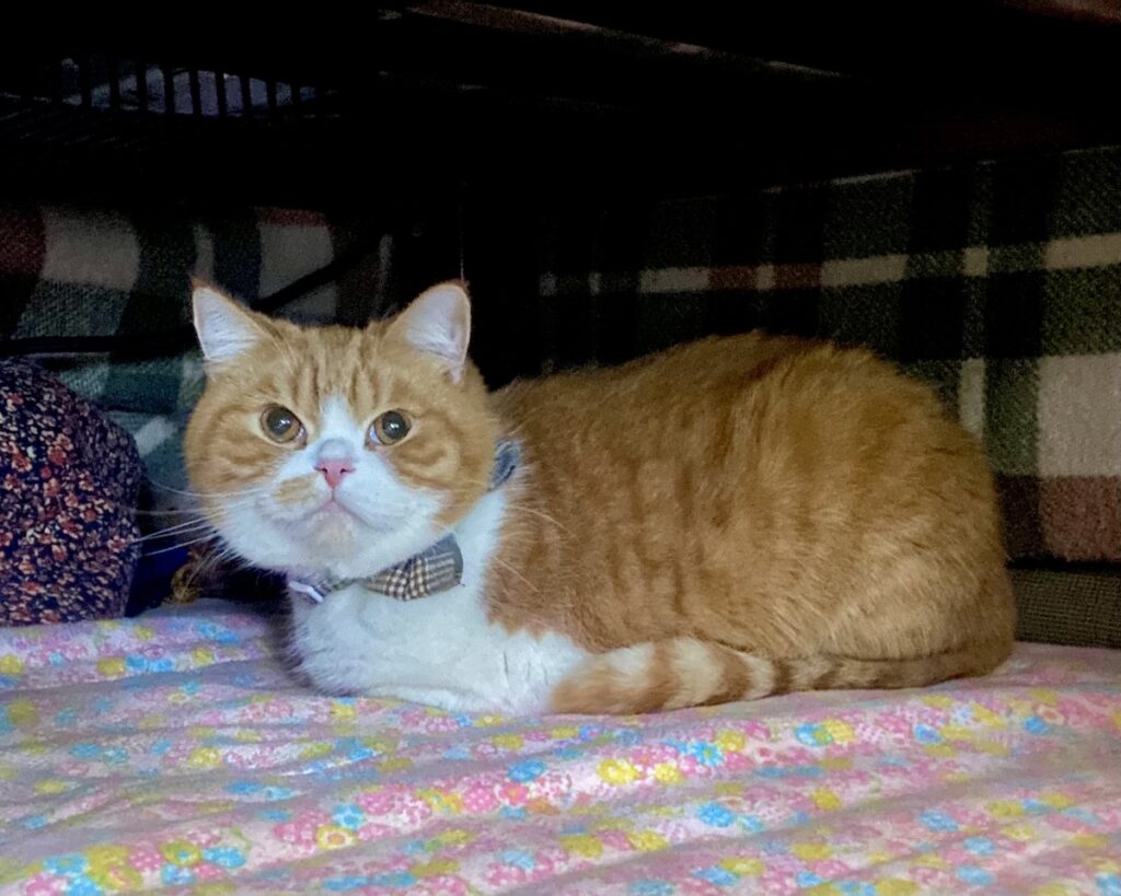 こたつの楽しみ方。ハチワレ とろろ | 僕はこたつの中にいます。飼い主さんの実家に来ました。