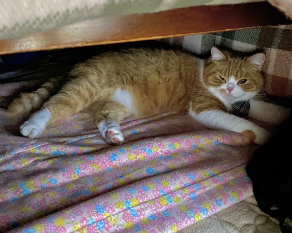 こたつの楽しみ方。ハチワレ とろろ | こたつの中はぬくぬく暖かくて、気持ちよすぎる……。ふにゃり。zzz