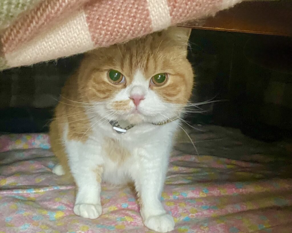 こたつの楽しみ方。ハチワレ とろろ | とろろ「ちょっと飼い主さん、何回もこたつ布団をめくらないでよ！ 冷たい風が入っちゃうじゃん……」
飼い主「わかった、ごめんね」