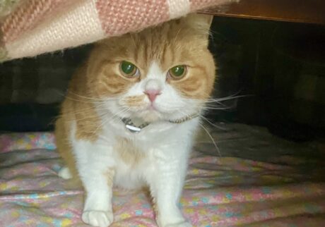 こたつの楽しみ方。ハチワレ とろろ | とろろ「ちょっと飼い主さん、何回もこたつ布団をめくらないでよ! 冷たい風が入っちゃうじゃん……」
飼い主「わかった、ごめんね」 こたつの楽しみ方。ハチワレ とろろ | とろろ「ちょっと飼い主さん、何回もこたつ布団をめくらないでよ! 冷たい風が入っちゃうじゃん……」
飼い主「わかった、ごめんね」