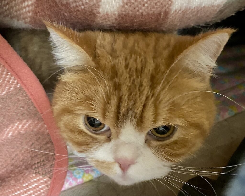 こたつの楽しみ方。ハチワレ とろろ | とろろ「じゃあ、よろしく頼んだよ……」（顔だけ出して目で訴える）