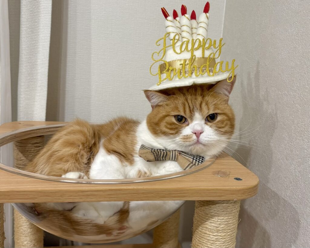 ６歳はシックにいきます。ハチワレ とろろ | 3月6日に、6歳の誕生日を迎えました！