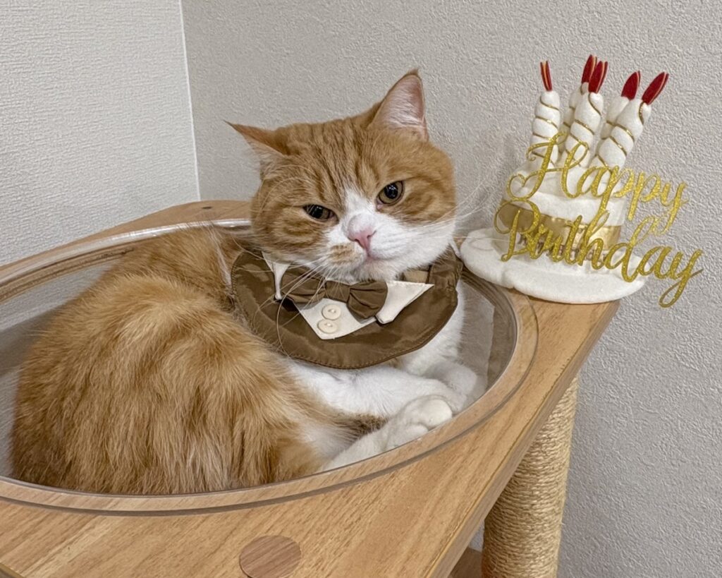 ６歳はシックにいきます。ハチワレ とろろ | 去年は水色の衣装で少し恥ずかしかったので、今年は茶色でシックにしてもらいました。