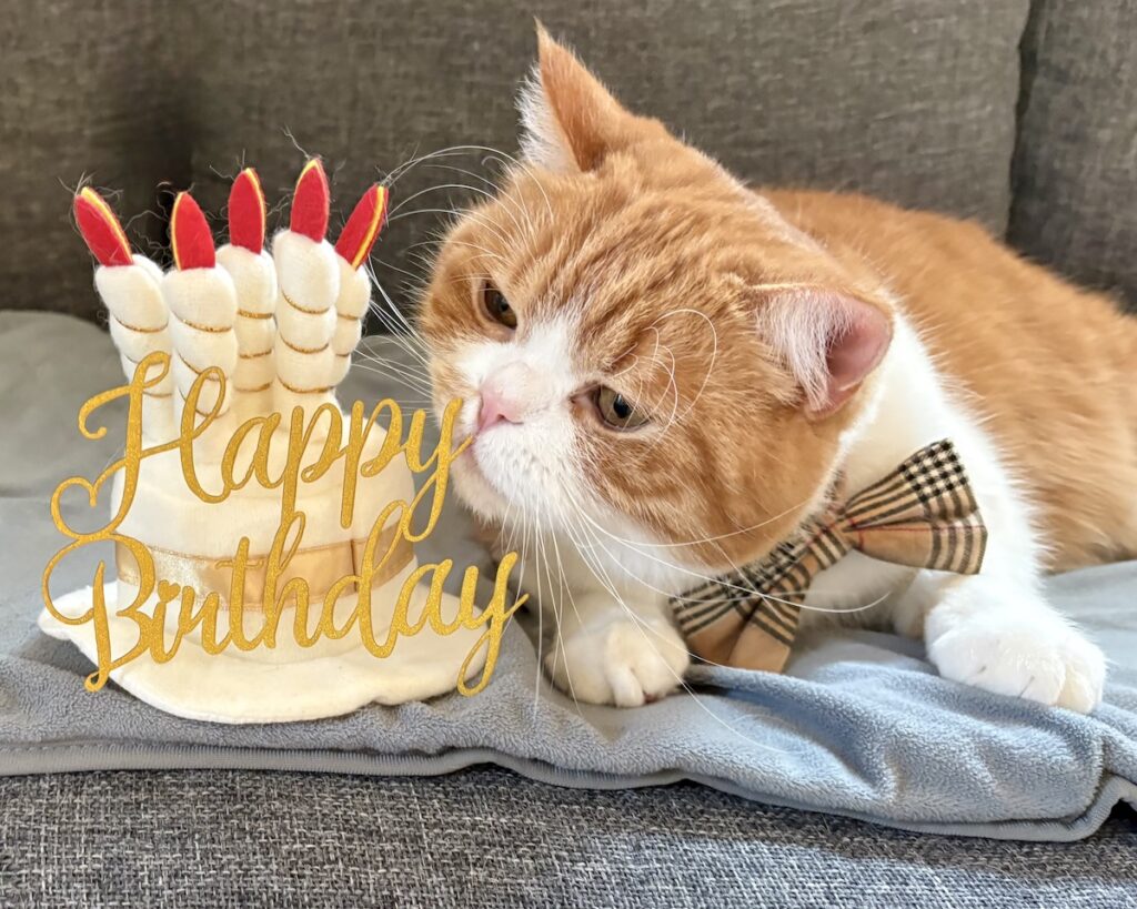 ６歳はシックにいきます。ハチワレ とろろ | ケーキのろうそくを吹くマネをして、パチリ！