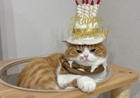 ６歳はシックにいきます。ハチワレ とろろ | 飼い主さん、そろそろ撮影会はやめて、誕生日のごちそうを食べない！？ 僕、疲れちゃった……。