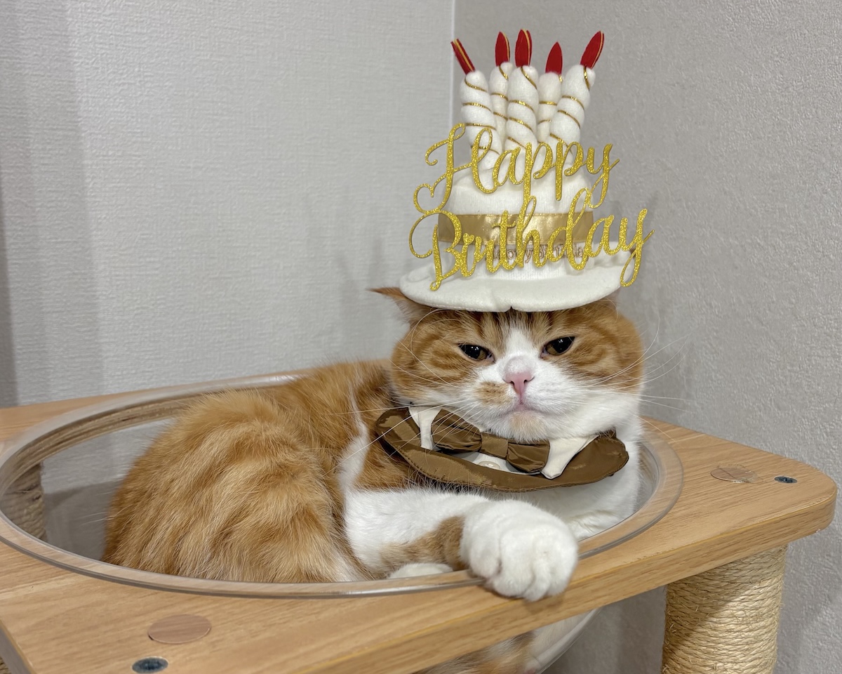 ６歳はシックにいきます。【とろろ、もふもふDays。vol.170】