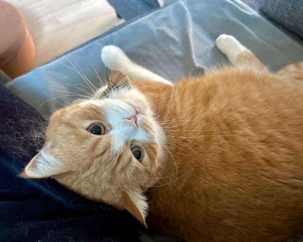 至福のアレ、お願い！ハチワレ とろろ | チラッ。いつものお願い！