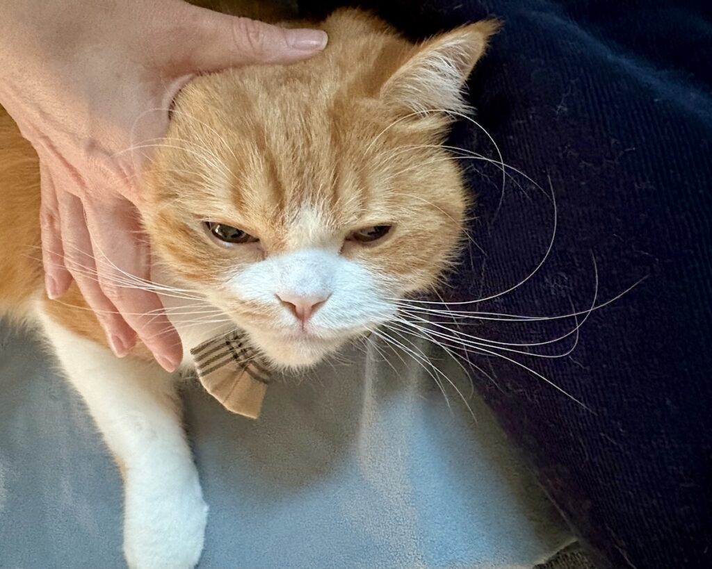 至福のアレ、お願い！ハチワレ とろろ | お顔のマッサージ、気持ちいいなぁ。