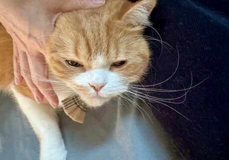 至福のアレ、お願い!ハチワレ とろろ | お顔のマッサージ、気持ちいいなぁ。 至福のアレ、お願い!ハチワレ とろろ | お顔のマッサージ、気持ちいいなぁ。