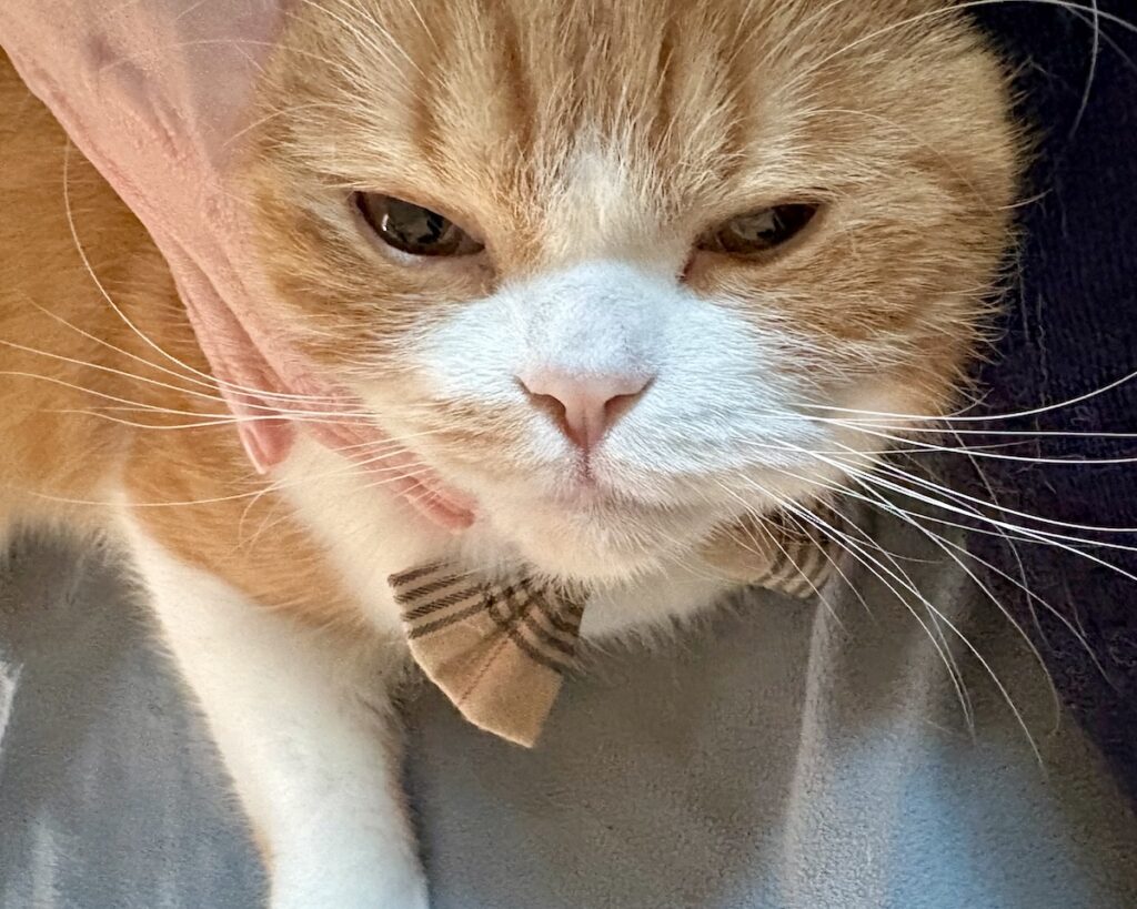 至福のアレ、お願い！ハチワレ とろろ | 至福……。ふぁぁ。