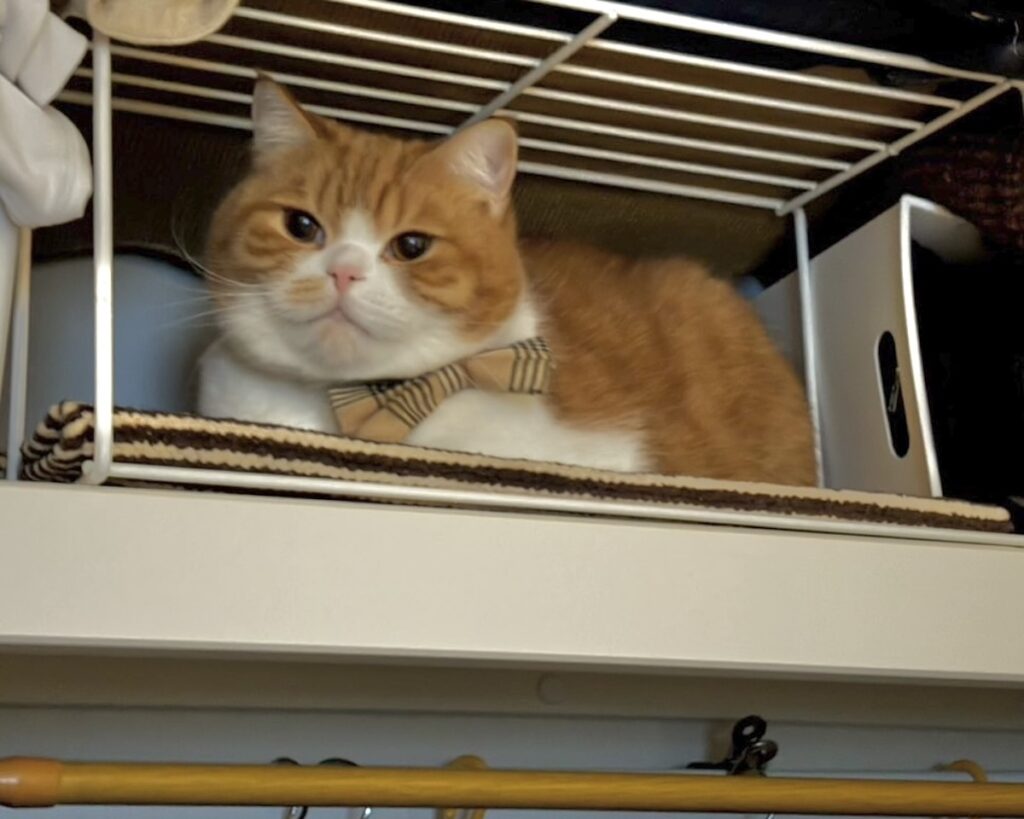 ようこそ、マイルームへ！ハチワレ とろろ | 僕は自分のお部屋を作ってもらいました。