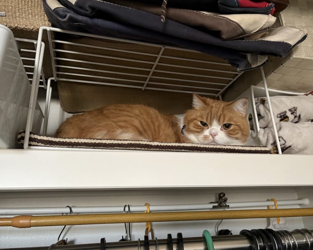 ようこそ、マイルームへ！ハチワレ とろろ | 高い所が好きだから、クローゼットの棚の上だよ。