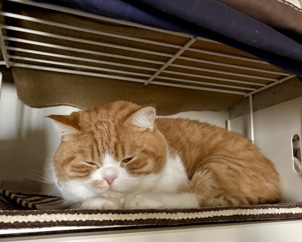 ようこそ、マイルームへ！ハチワレ とろろ | 狭くて囲まれていて、とても落ち着くよ。