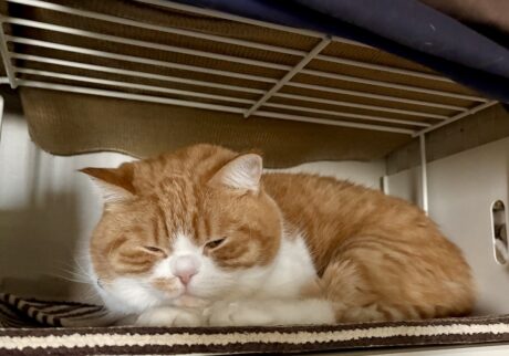 ようこそ、マイルームへ！ハチワレ とろろ | 狭くて囲まれていて、とても落ち着くよ。