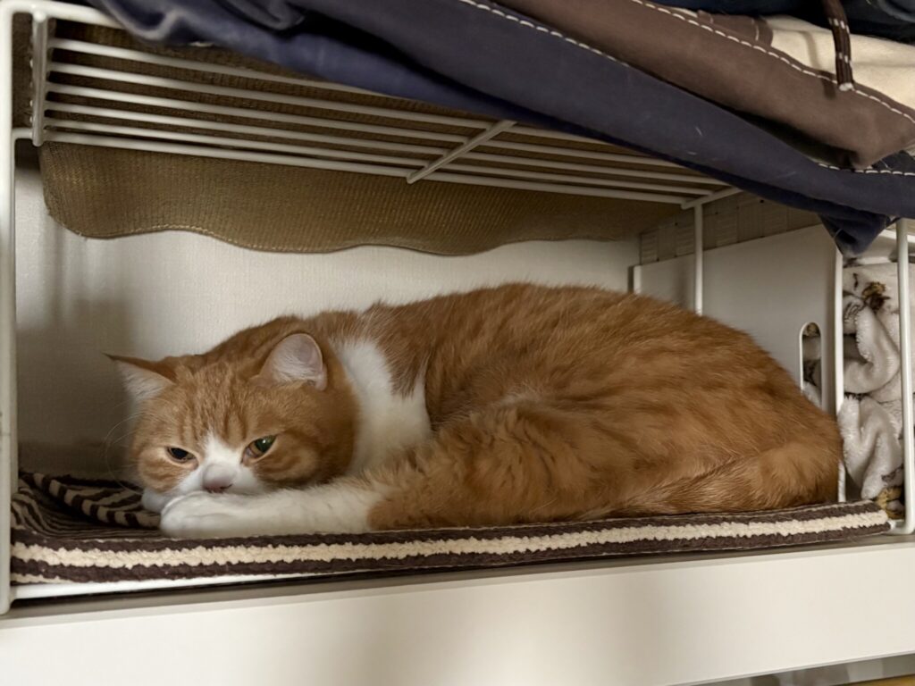 ようこそ、マイルームへ！ハチワレ とろろ | お昼寝するね、おやすみ……。zzz