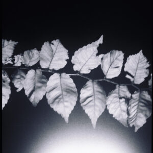 26. 生まれる、死ぬ、朽ちるという時間すべてが一瞬に重なって見える風景だった | 生まれる、死ぬ、朽ちるという時間すべてが一瞬に重なって見える風景だった