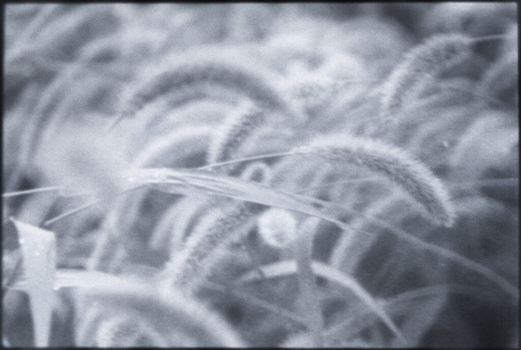 29. A moment before fading