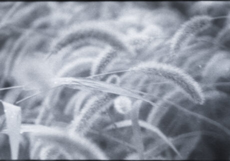 29. A moment before fading | A moment before fading 29. A moment before fading | A moment before fading