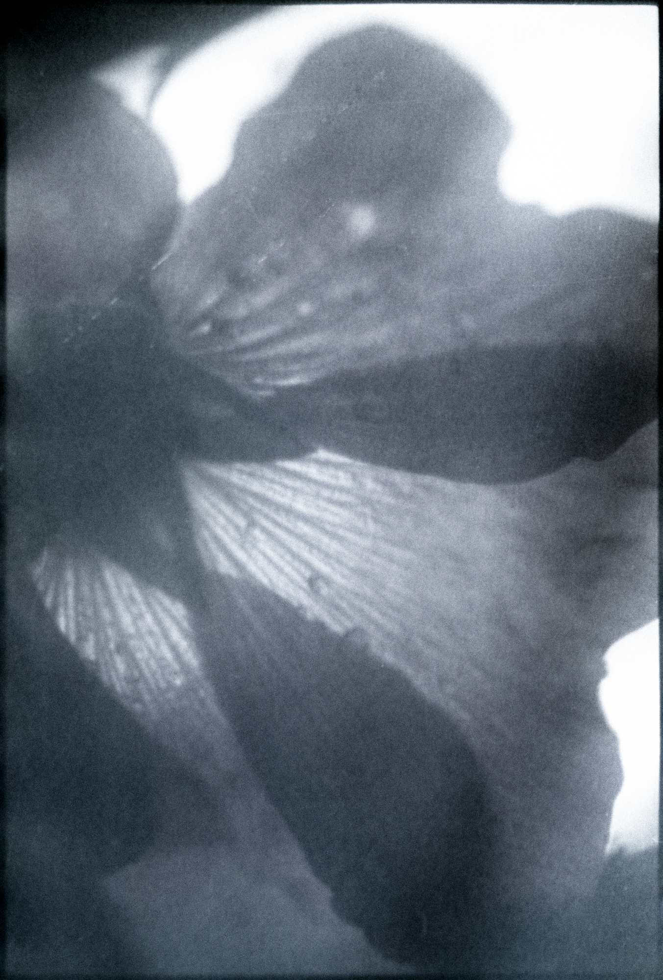 今月の写真家、今日の一枚。原田 真治 vol.30