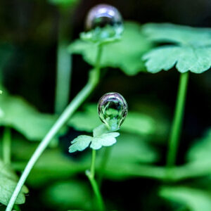 水草水槽との出合い。写真と文：タナカカツキ (マンガ家) #2強い光を浴びた水草が活発に光合成を行い、葉の表面に酸素の気泡をまとっている様子。この小さな泡の連なりが、水槽内の生命を支えています。水草水槽との出会い。写真と文：タナカカツキ (マンガ家) #2 | 強い光を浴びた水草が活発に光合成を行い、葉の表面に酸素の気泡をまとっている様子。この小さな泡の連なりが、水槽内の生命を支えています。