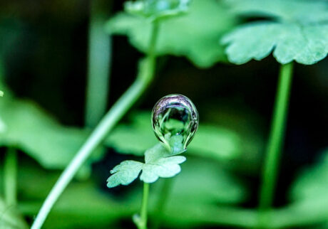 水草水槽との出合い。写真と文：タナカカツキ (マンガ家) #2強い光を浴びた水草が活発に光合成を行い、葉の表面に酸素の気泡をまとっている様子。この小さな泡の連なりが、水槽内の生命を支えています。水草水槽との出会い。写真と文：タナカカツキ (マンガ家) #2 | 強い光を浴びた水草が活発に光合成を行い、葉の表面に酸素の気泡をまとっている様子。この小さな泡の連なりが、水槽内の生命を支えています。