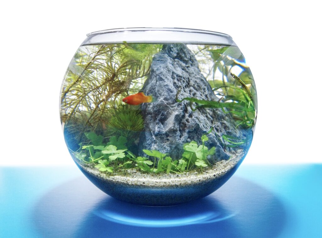 水草水槽のはじめかた。写真と文：タナカカツキ (マンガ家) #3