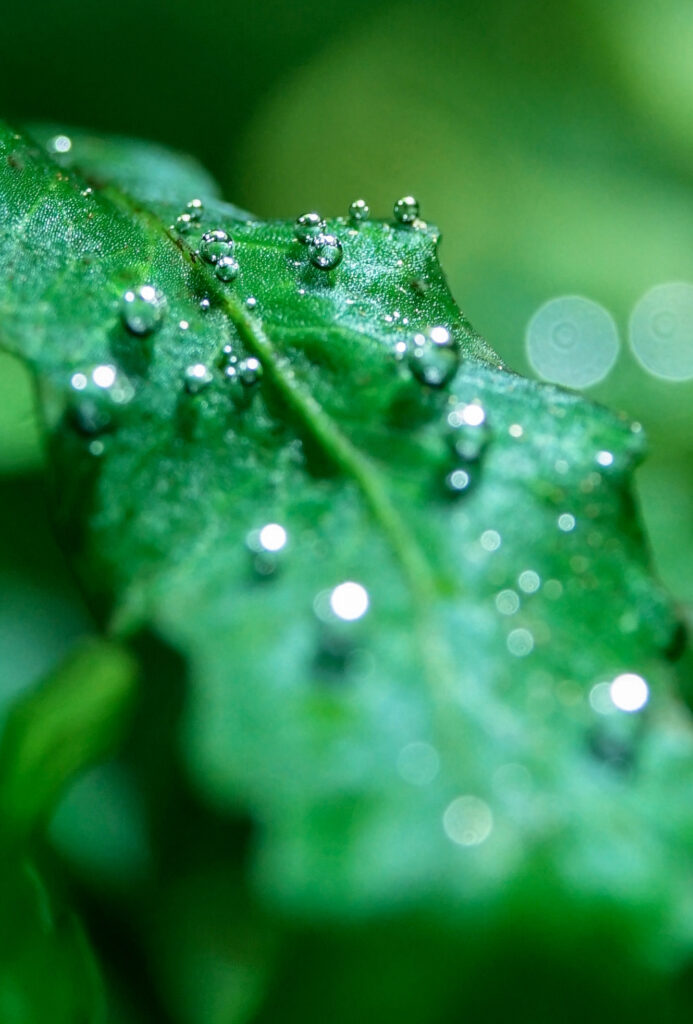 水草水槽のはじめかた。写真と文：タナカカツキ (マンガ家) #3