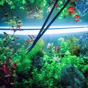 水草水槽のはじめかた。写真と文：タナカカツキ (マンガ家) #3 | 伸びすぎた水草にハサミを入れる。視覚や思考ではなく、指先の感覚だけに集中するこの作業が、こわばった脳を解きほぐしていく。