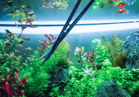 水草水槽のはじめかた。写真と文：タナカカツキ (マンガ家) #3 | 伸びすぎた水草にハサミを入れる。視覚や思考ではなく、指先の感覚だけに集中するこの作業が、こわばった脳を解きほぐしていく。