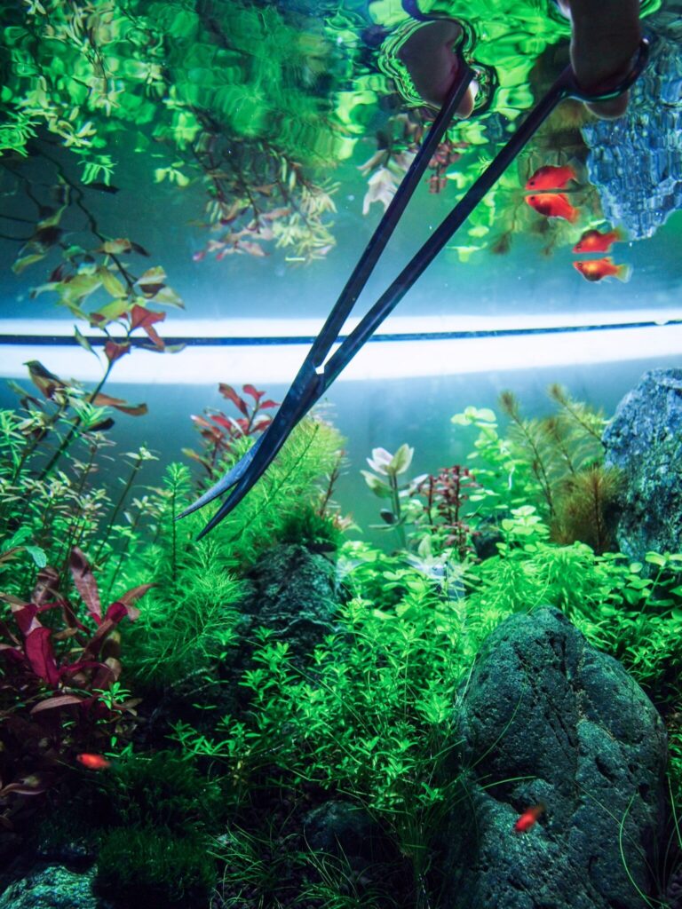 水草水槽のはじめかた。写真と文：タナカカツキ (マンガ家) #3