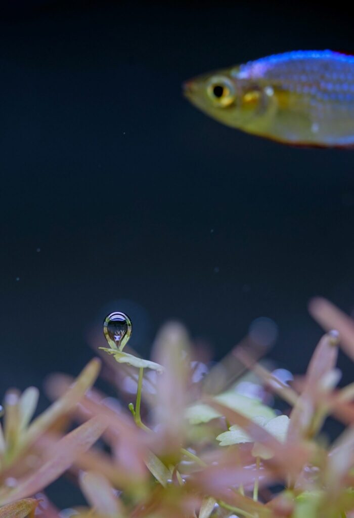 生活の中の水草水槽。写真と文：タナカカツキ (マンガ家) #4