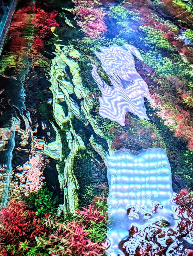 生活の中の水草水槽。写真と文：タナカカツキ (マンガ家) #4水流に身を任せてたなびく後景の水草たち。一定ではない自然な揺らぎを目で追ううちに、思考が静まり、視覚的な心地よさだけが残る。