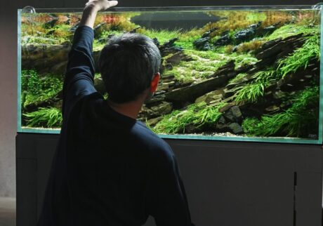 日々のメンテナンス。生活の中の水草水槽。写真と文：タナカカツキ (マンガ家) #4 | 日々のメンテナンス。